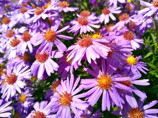 Close-up of purple daisies blooming in park