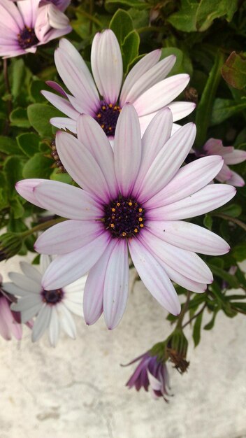 Close-up of purple daisy flower blooming in garden