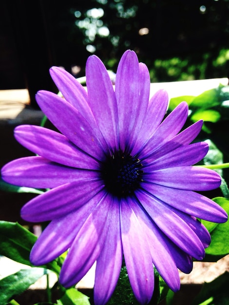 Close-up of purple daisy flower