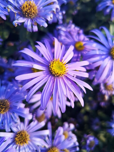 Close-up of purple daisy flowers