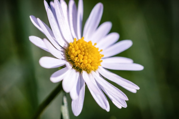 Close-up of purple daisy