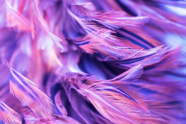 Close-up of purple feather