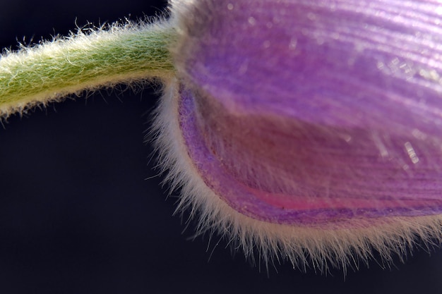 Foto close-up di un fiore viola su uno sfondo nero