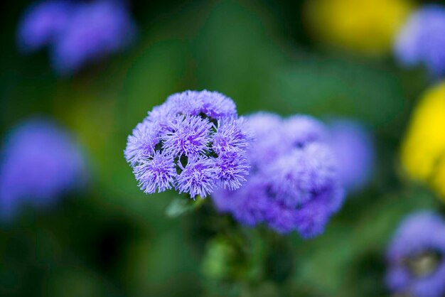 Close-up of purple flower against blurred background