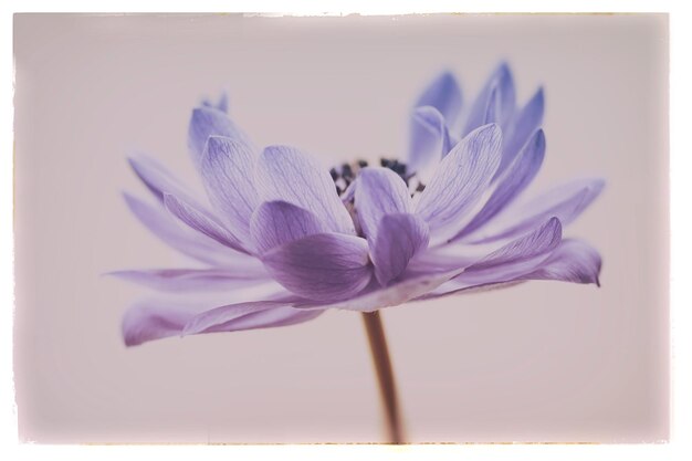 Close-up of purple flower against white background