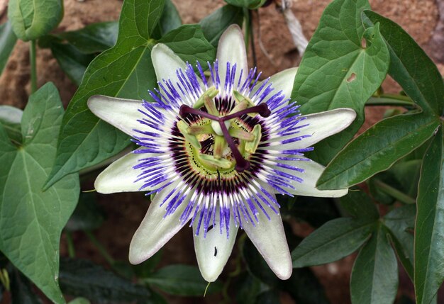 Foto prossimo piano del fiore viola in fiore