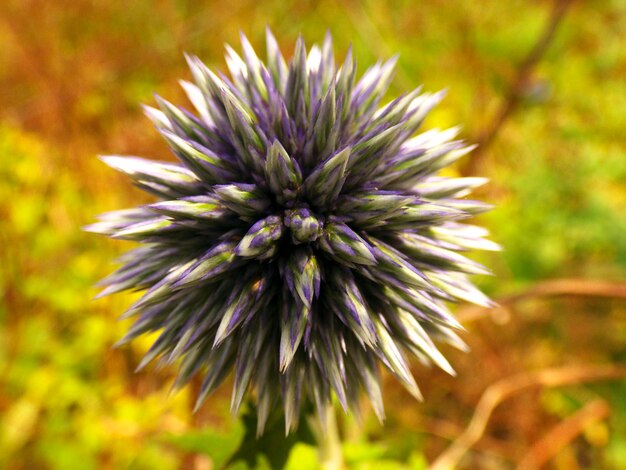 Close-up of purple flower blooming in field