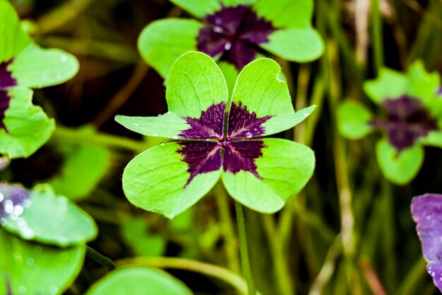 Photo close-up of purple flower blooming in garden