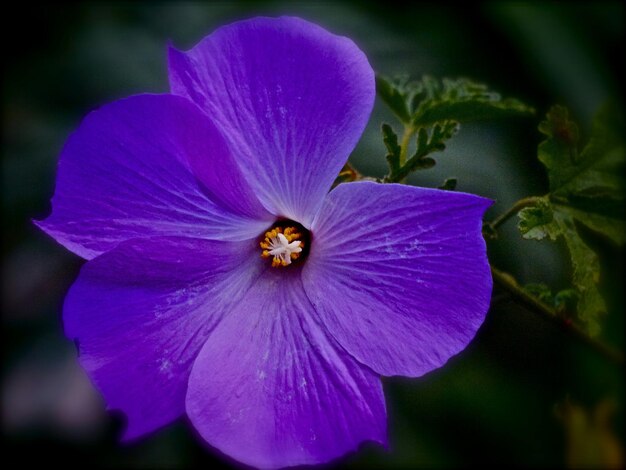 Close-up of purple flower blooming outdoors