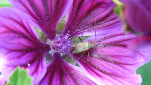 Close-up of purple flower blooming outdoors