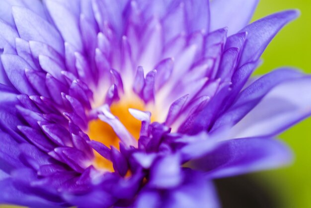 Close-up of purple flower blooming outdoors