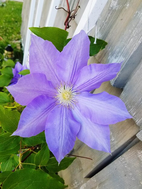 Close-up of purple flower blooming outdoors