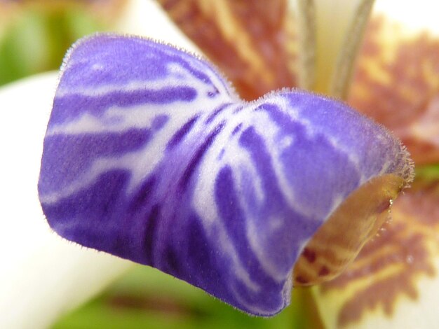 Close-up of purple flower blooming outdoors