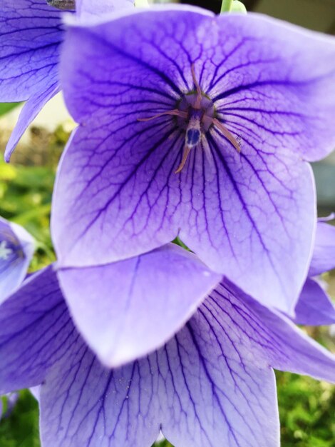 Close-up of purple flower blooming outdoors