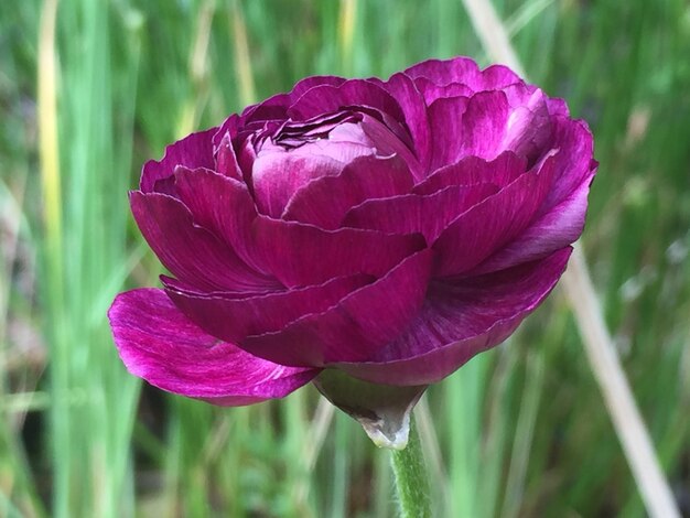 Close-up of purple flower blooming outdoors