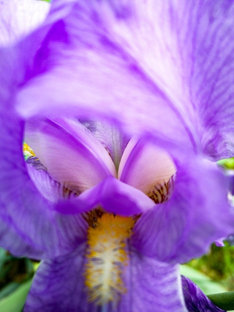 Close-up of purple flower blooming outdoors