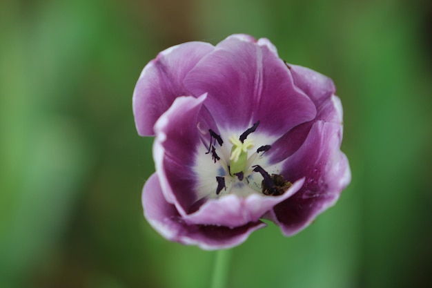 外でいている紫色の花のクローズアップ