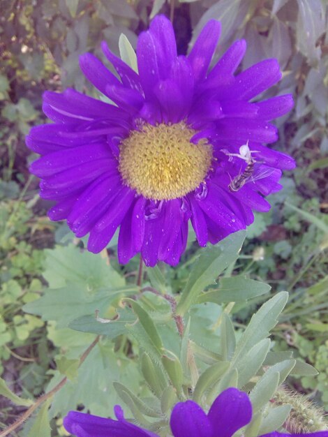 Close-up of purple flower blooming outdoors