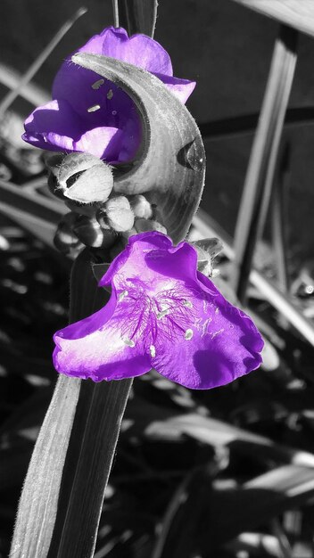 Close-up of purple flower blooming outdoors