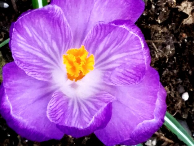 Close-up of purple flower blooming outdoors