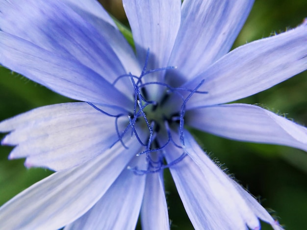 Foto close-up di un fiore viola che fiorisce all'aperto