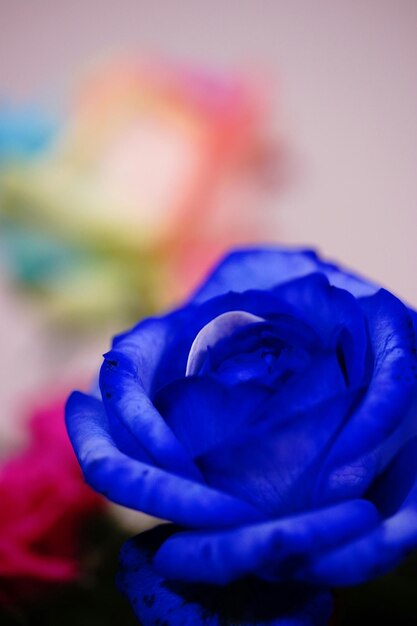 Close-up of purple flower blooming outdoors