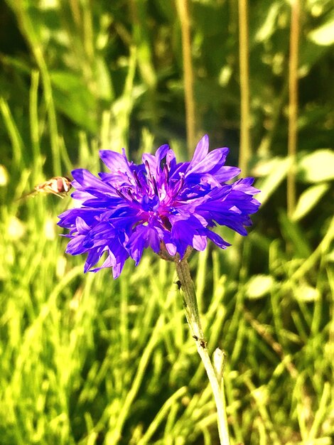 Close-up of purple flower blooming outdoors