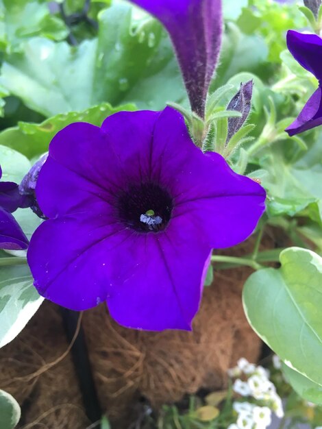 Close-up of purple flower blooming outdoors