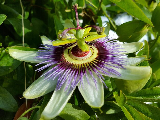 Foto close-up di un fiore viola che fiorisce all'aperto