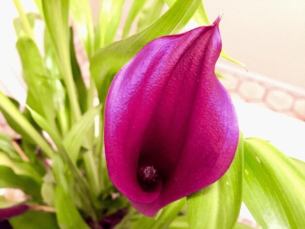 Close-up of purple flower blooming outdoors