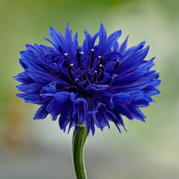 Foto close-up di un fiore viola che fiorisce all'aperto