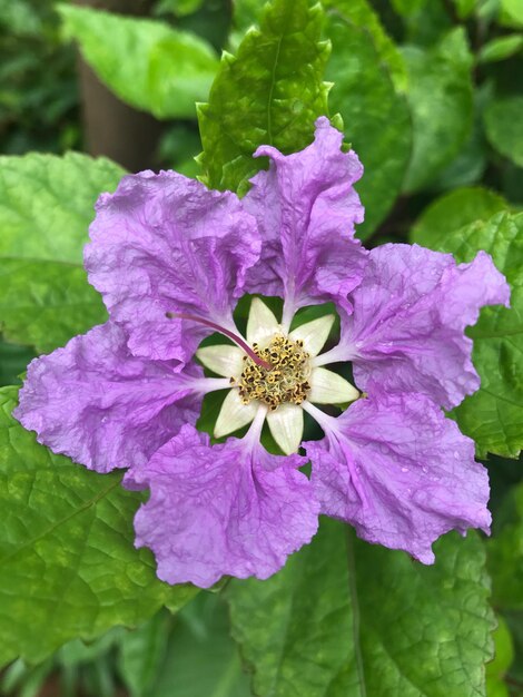 Close-up of purple flower blooming outdoors