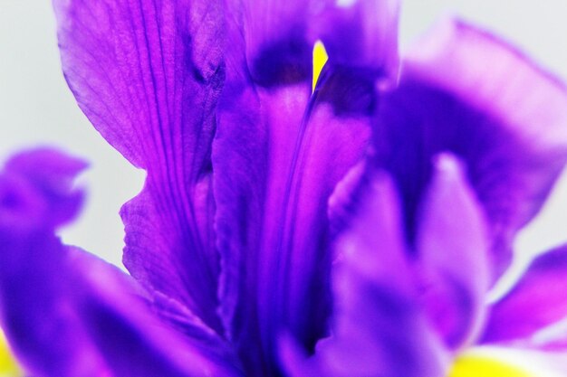 Close-up of purple flower blooming outdoors