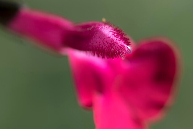 Close-up of purple flower blooming outdoors