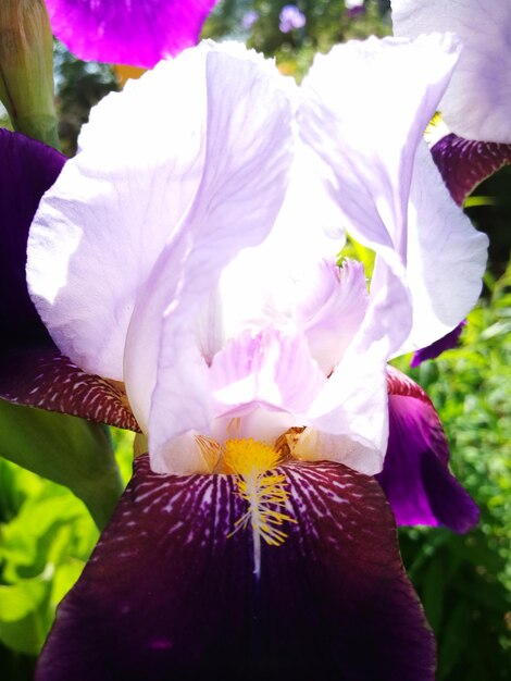 Close-up of purple flower blooming outdoors