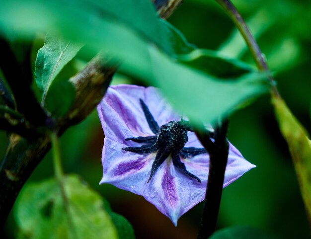 Close-up of purple flower blooming outdoors