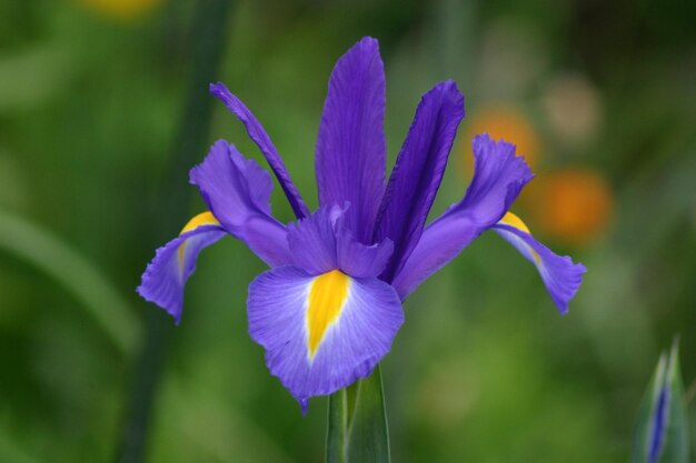 Close-up of purple flower blooming outdoors