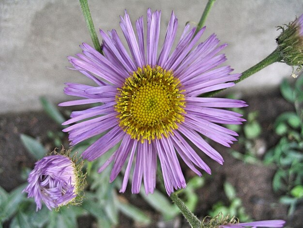 Close-up of purple flower blooming outdoors