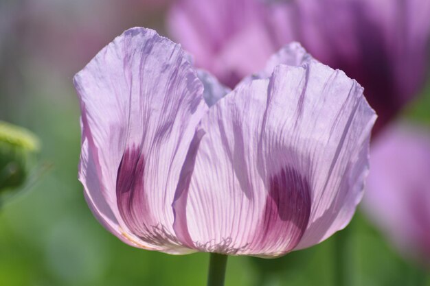 Close-up of purple flower blooming outdoors