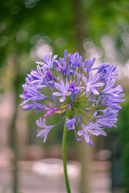 Foto close-up di un fiore viola che fiorisce all'aperto