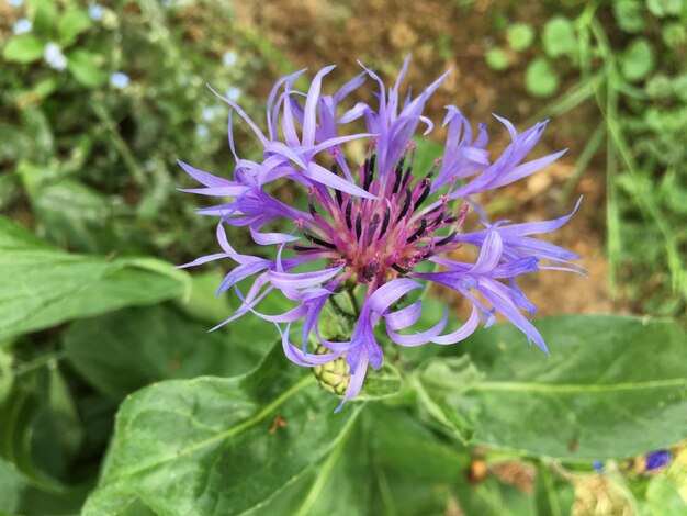 Close-up of purple flower blooming outdoors