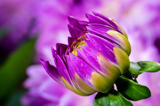 Close-up of purple flower blooming outdoors