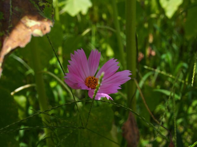 Close-up of purple flower blooming outdoors