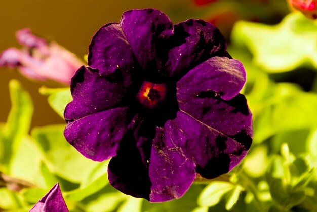 Close-up of purple flower blooming outdoors