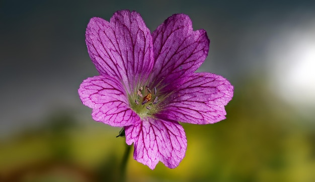 Foto close-up di un fiore viola che fiorisce all'aperto