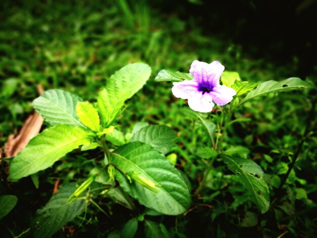 Close-up of purple flower blooming outdoors