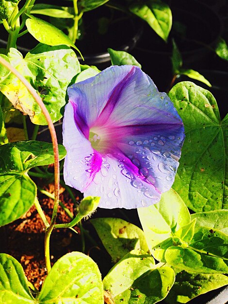 Close-up of purple flower blooming outdoors