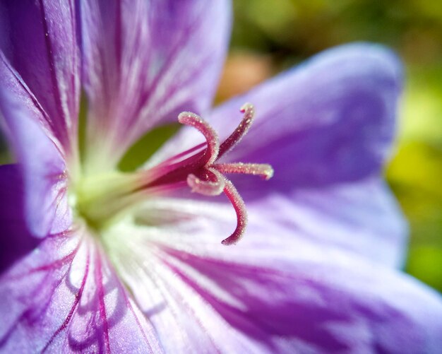 Close-up of purple flower blooming outdoors