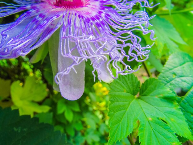 Close-up of purple flower blooming outdoors