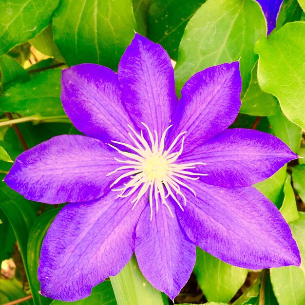 Close-up of purple flower blooming outdoors